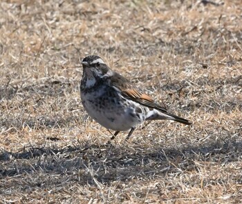 Dusky Thrush Shin-yokohama Park Mon, 1/31/2022