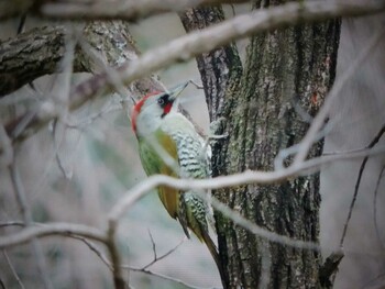 2022年1月30日(日) 天理ダム風致公園の野鳥観察記録