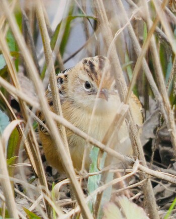 2022年1月30日(日) 境川遊水地公園の野鳥観察記録