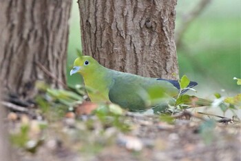 アオバト 兵庫県神戸市 2022年1月31日(月)