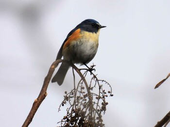 Red-flanked Bluetail Hayatogawa Forest Road Sun, 1/30/2022