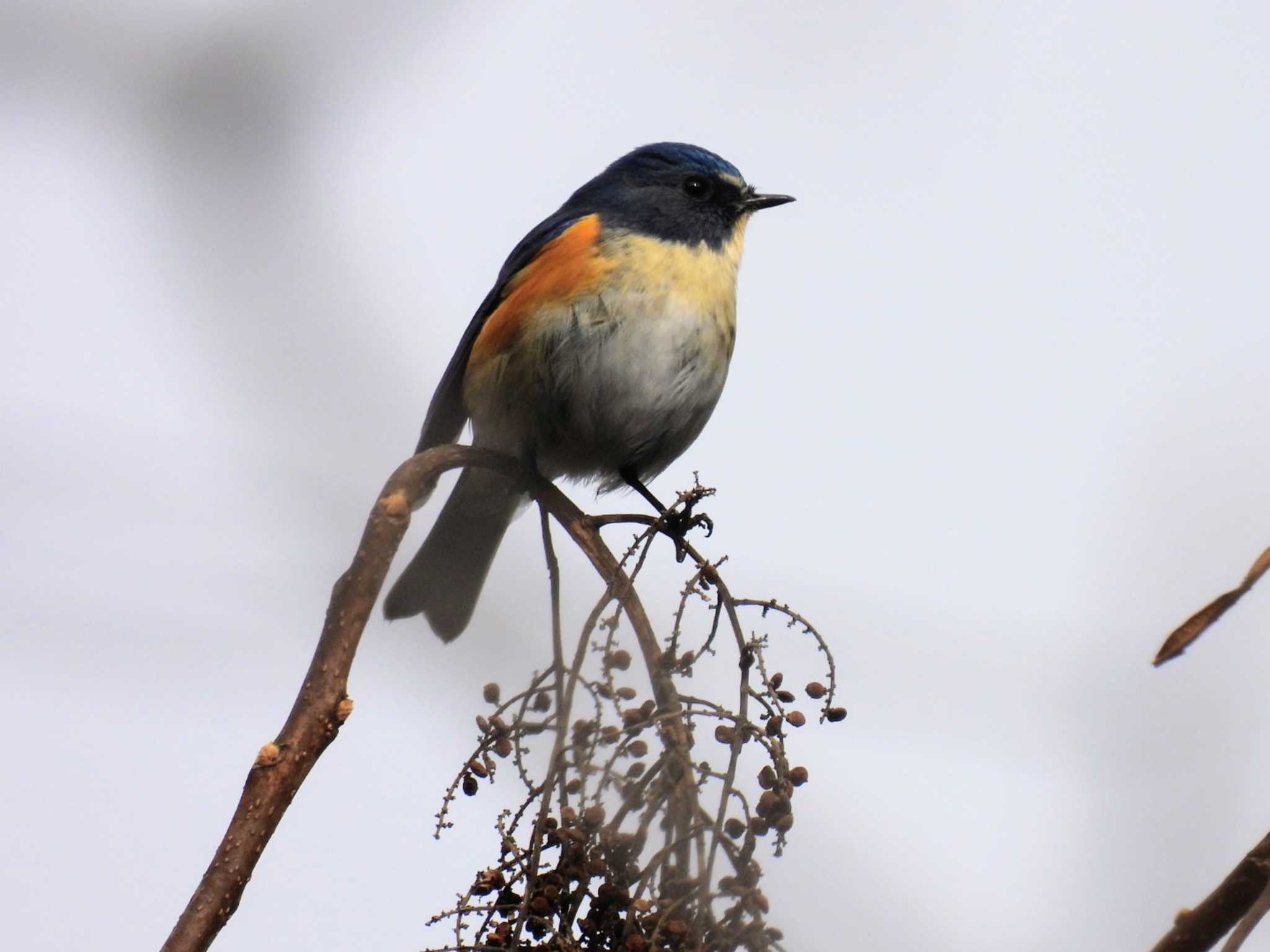 Photo of Red-flanked Bluetail at Hayatogawa Forest Road by カズー