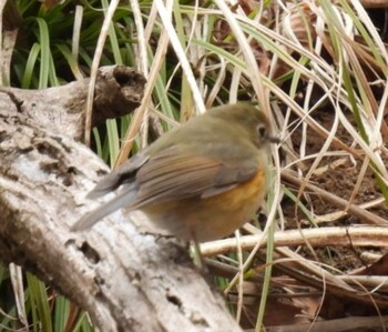 Red-flanked Bluetail Hayatogawa Forest Road Sun, 1/30/2022