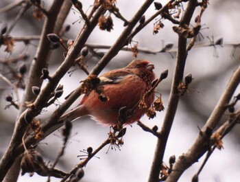 Siberian Long-tailed Rosefinch Hayatogawa Forest Road Sun, 1/30/2022