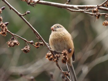 Siberian Long-tailed Rosefinch Hayatogawa Forest Road Sun, 1/30/2022