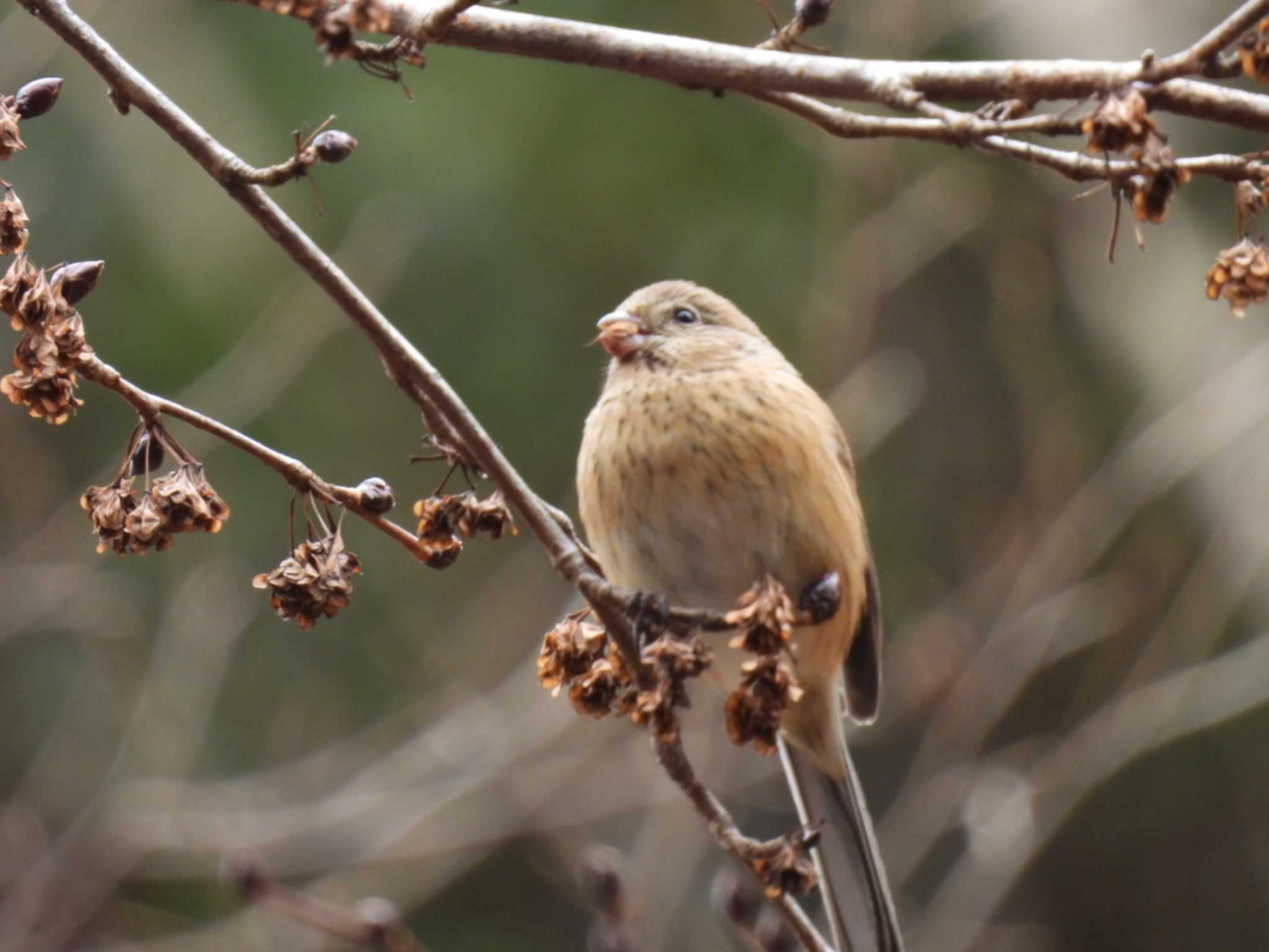 Photo of Siberian Long-tailed Rosefinch at Hayatogawa Forest Road by カズー