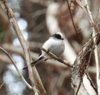 Long-tailed Tit Hayatogawa Forest Road Sun, 1/30/2022