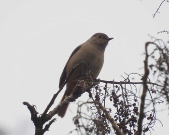 Daurian Redstart Hayatogawa Forest Road Sun, 1/30/2022