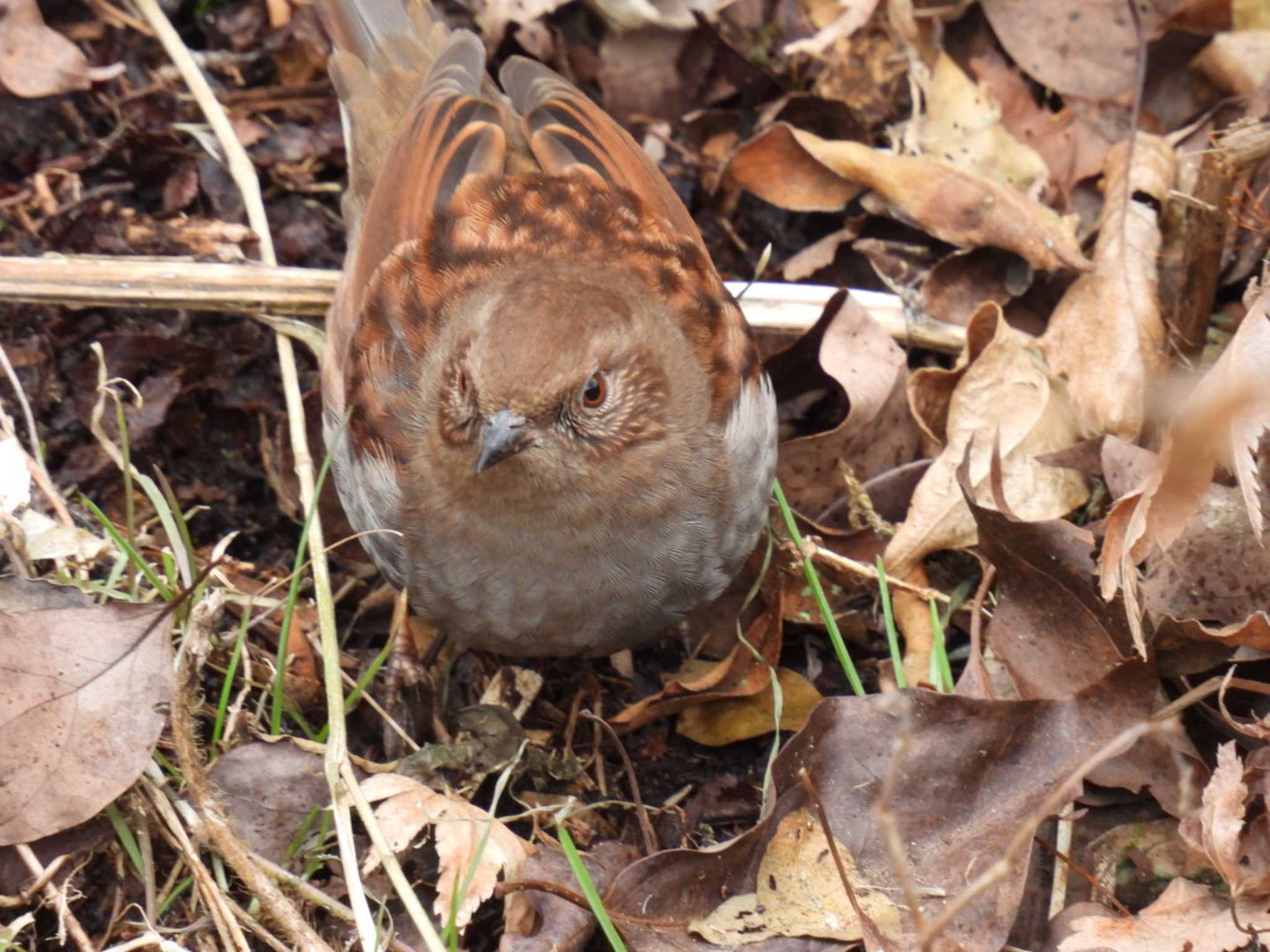 Photo of Japanese Accentor at Hayatogawa Forest Road by カズー