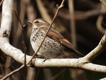 Dusky Thrush Hayatogawa Forest Road Sun, 1/30/2022