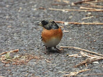 Brambling Hayatogawa Forest Road Sun, 1/30/2022