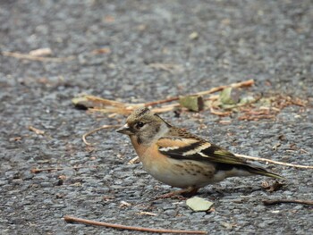 Brambling Hayatogawa Forest Road Sun, 1/30/2022