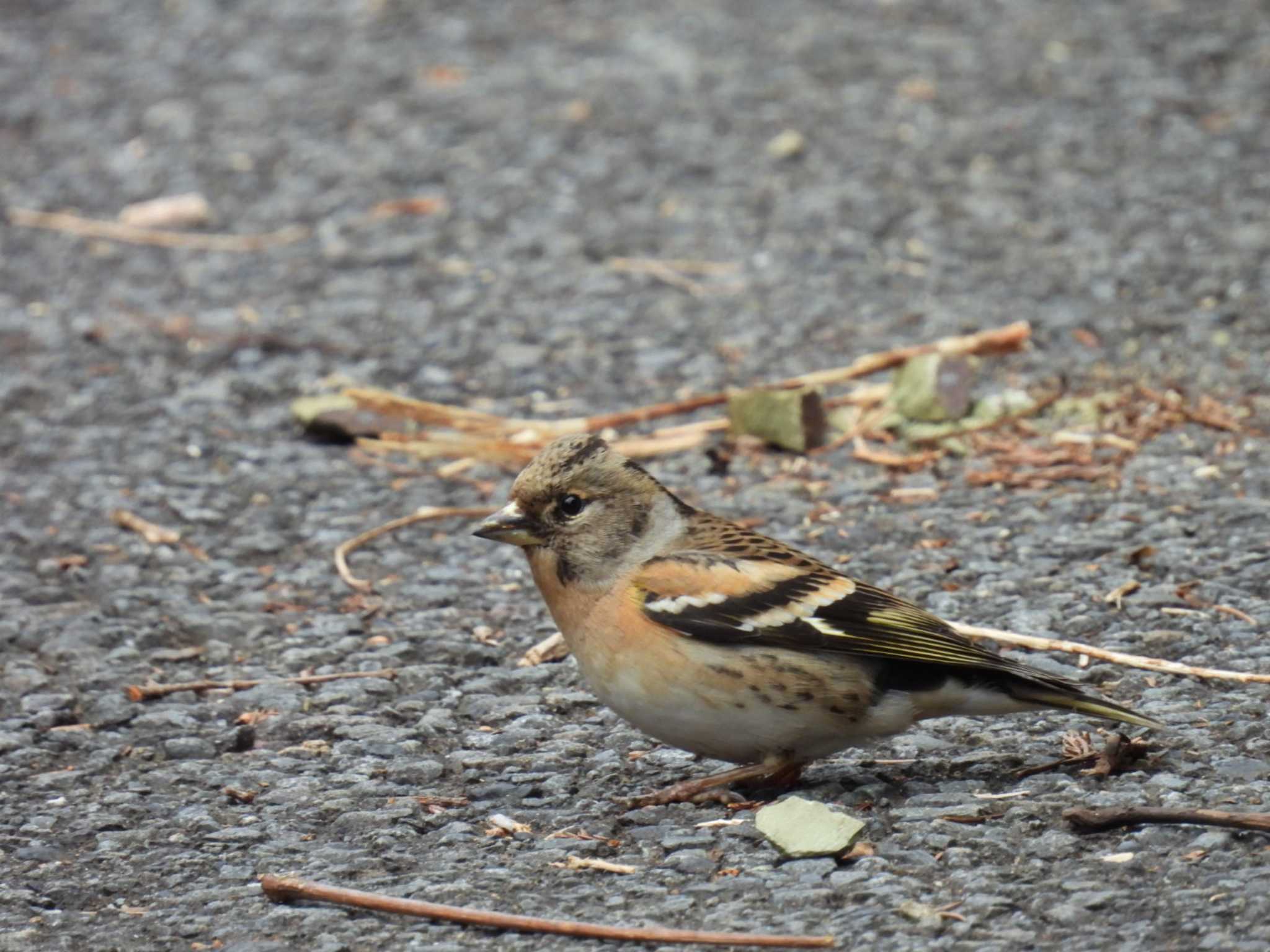 Photo of Brambling at Hayatogawa Forest Road by カズー