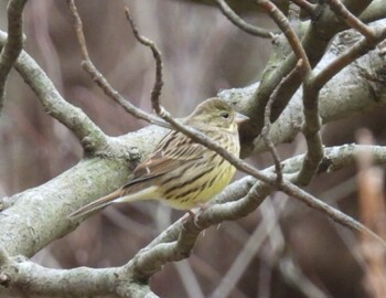 Masked Bunting 横須賀 Sun, 1/30/2022