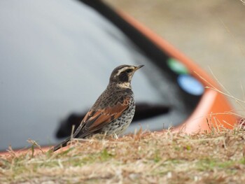 Dusky Thrush 横須賀 Sun, 1/30/2022