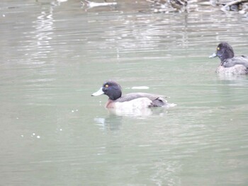 Tufted Duck 横須賀 Sun, 1/30/2022