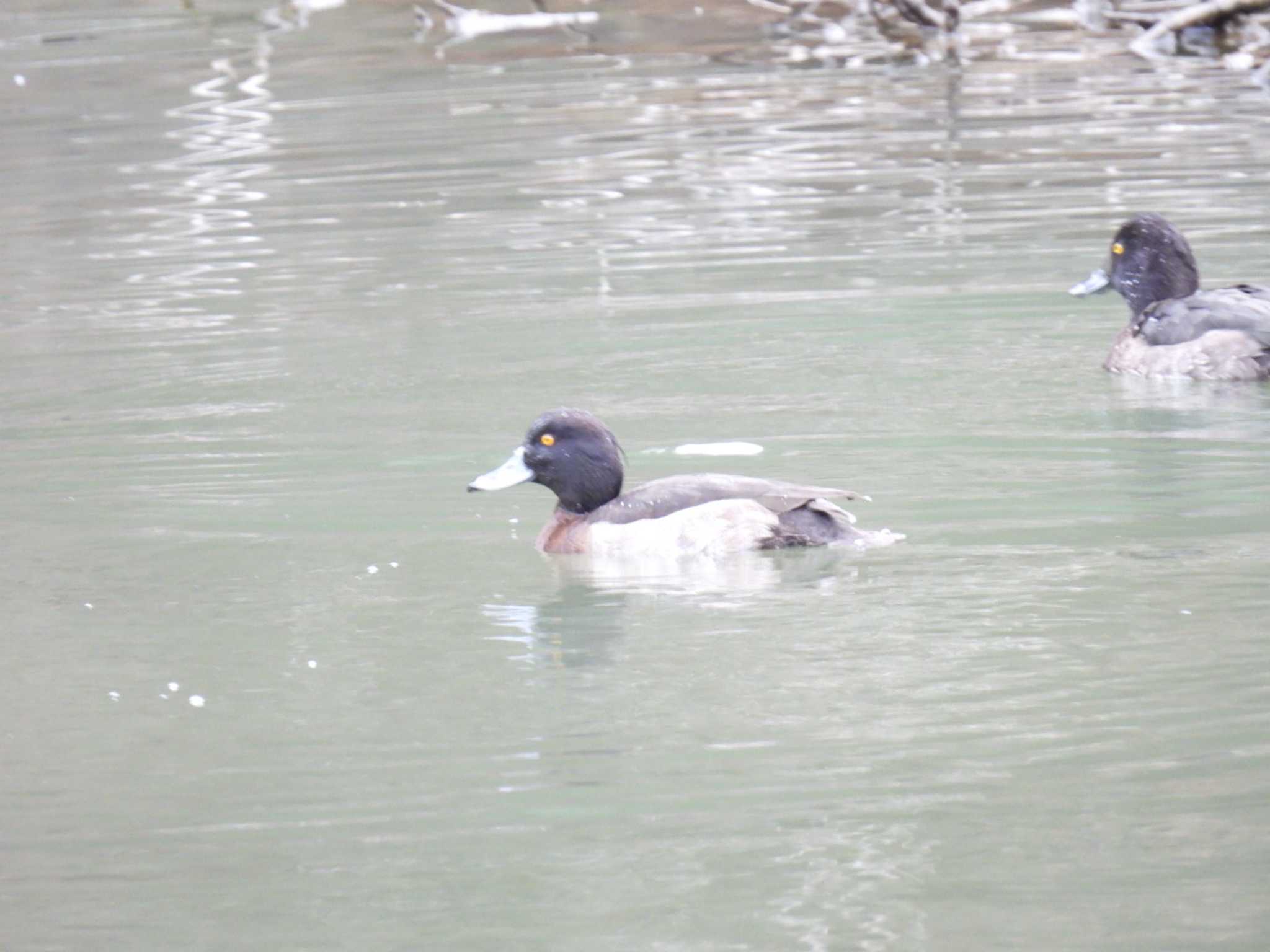 Photo of Tufted Duck at 横須賀 by カズー