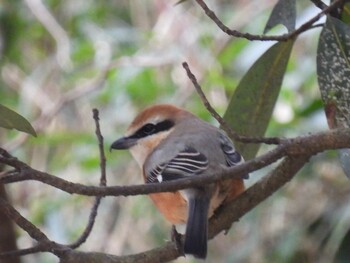 Bull-headed Shrike 横須賀 Sun, 1/30/2022