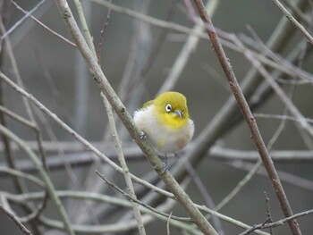 Warbling White-eye 横須賀 Sun, 1/30/2022