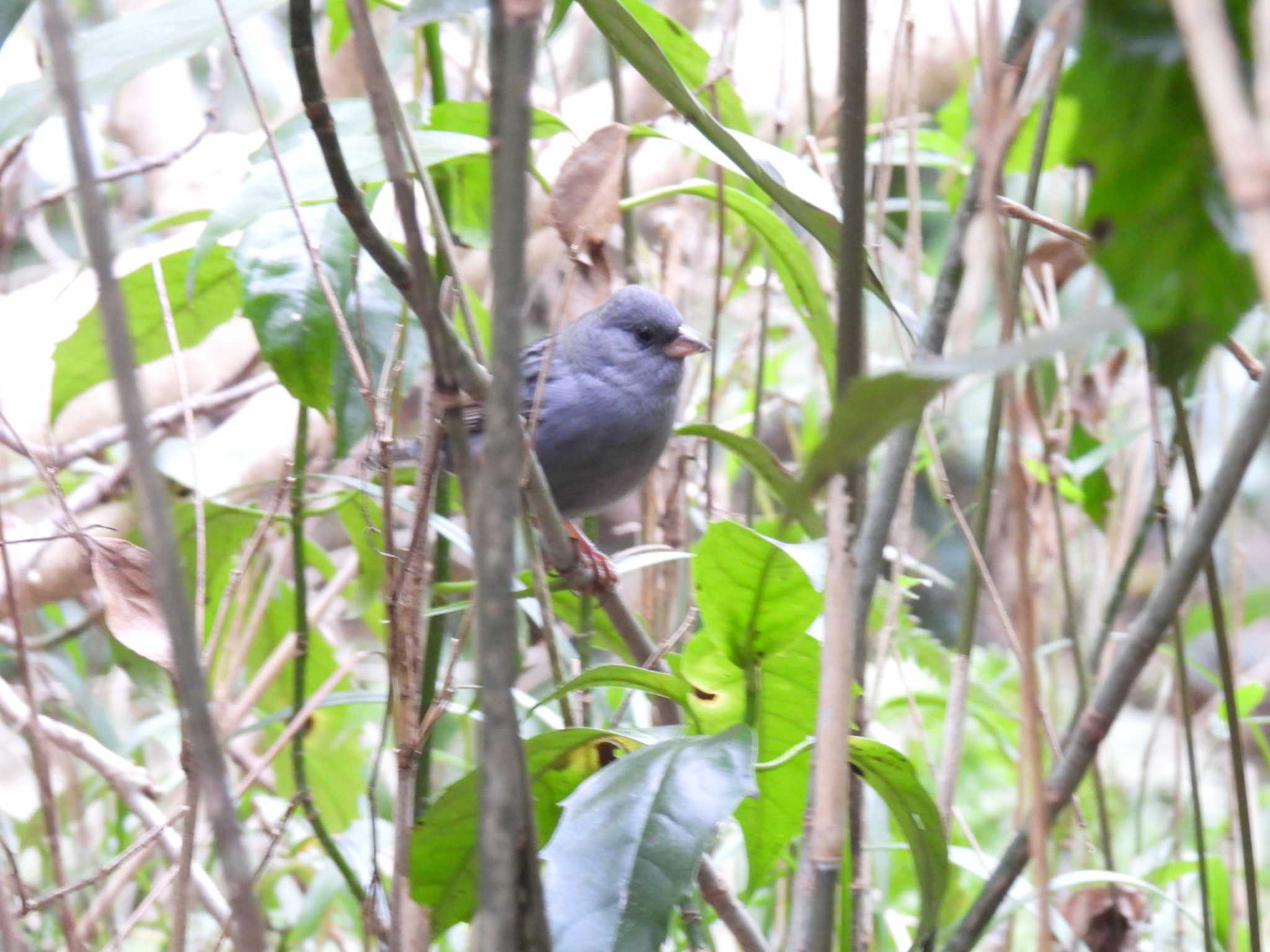 Grey Bunting