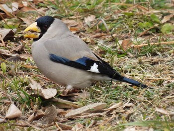 Sun, 1/30/2022 Birding report at 横須賀