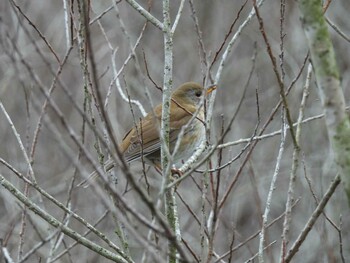 Pale Thrush 横須賀 Sun, 1/30/2022