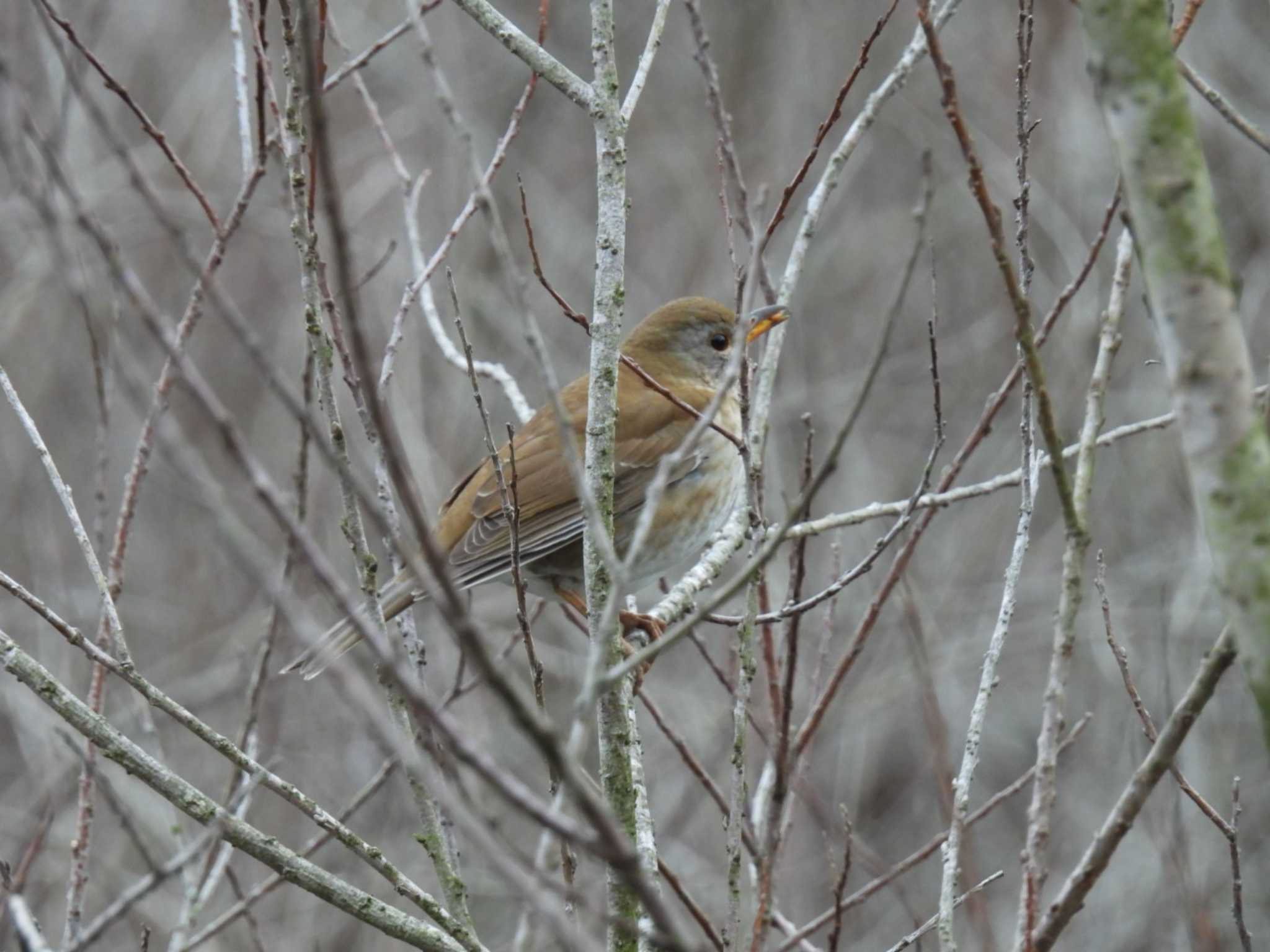 Photo of Pale Thrush at 横須賀 by カズー