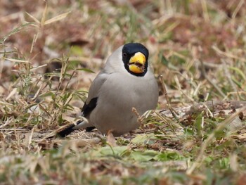 Japanese Grosbeak 横須賀 Sun, 1/30/2022