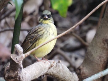 Masked Bunting 横須賀 Sun, 1/30/2022