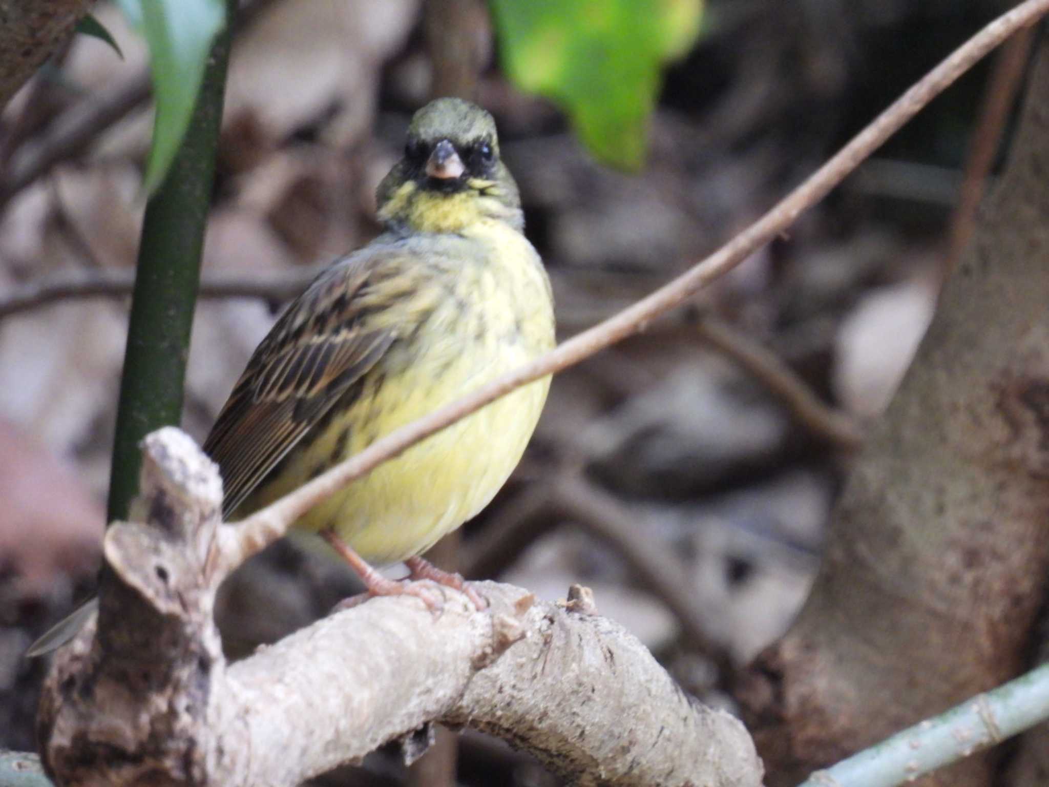 Photo of Masked Bunting at 横須賀 by カズー