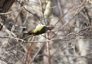 アオゲラ 中禅寺湖 2016年11月28日(月)