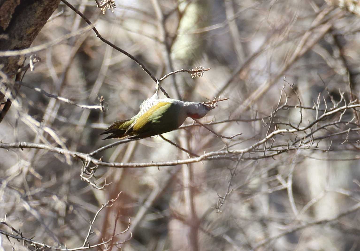 Photo of Japanese Green Woodpecker at 中禅寺湖 by マイク