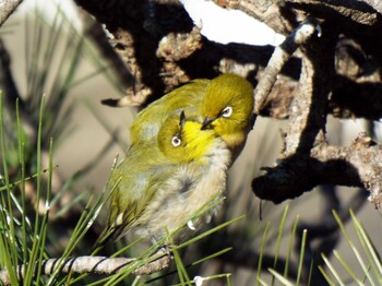 Mon, 1/31/2022 Birding report at 鎌倉市内の公園