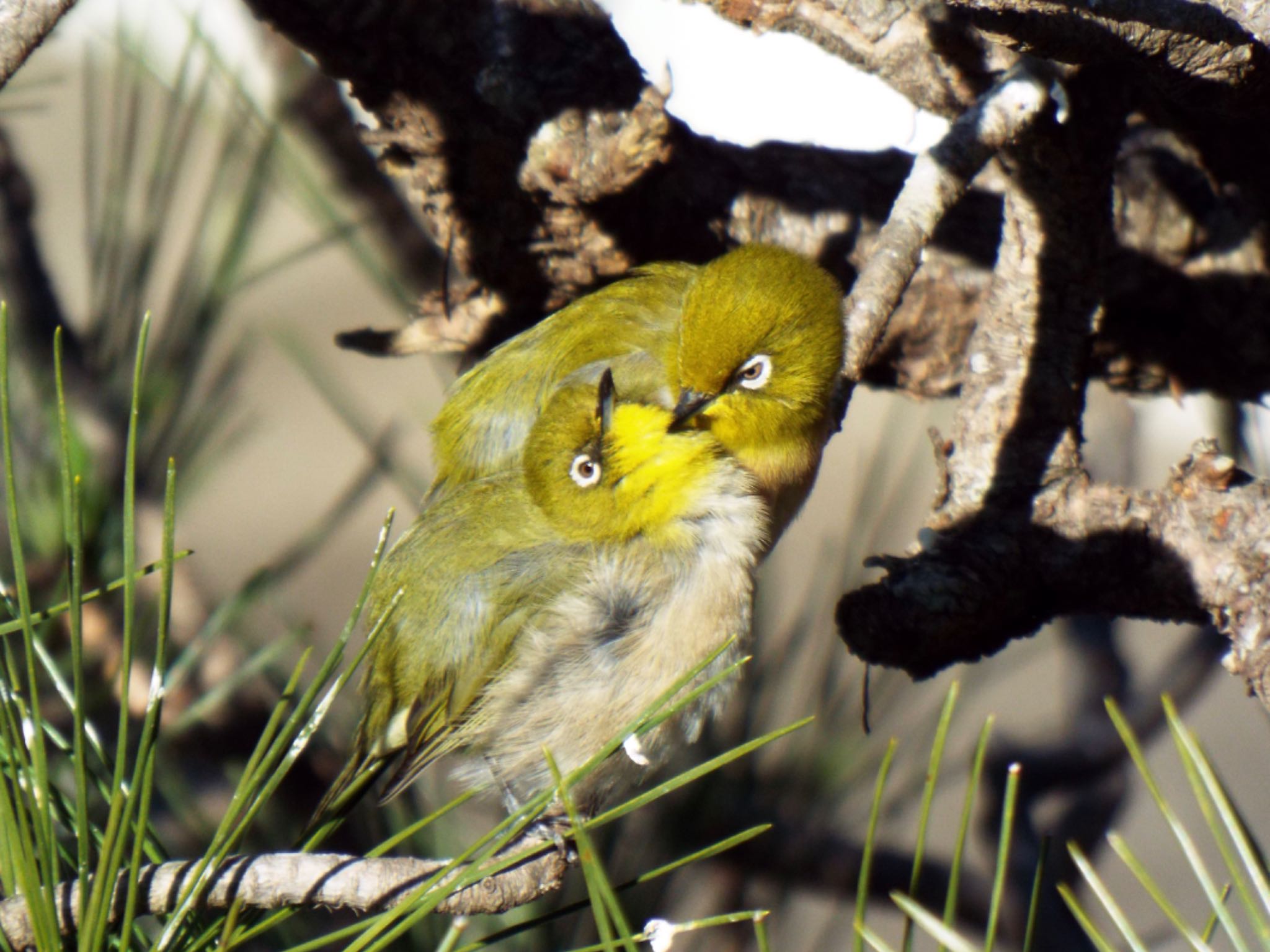 Photo of Warbling White-eye at 鎌倉市内の公園 by ささりん