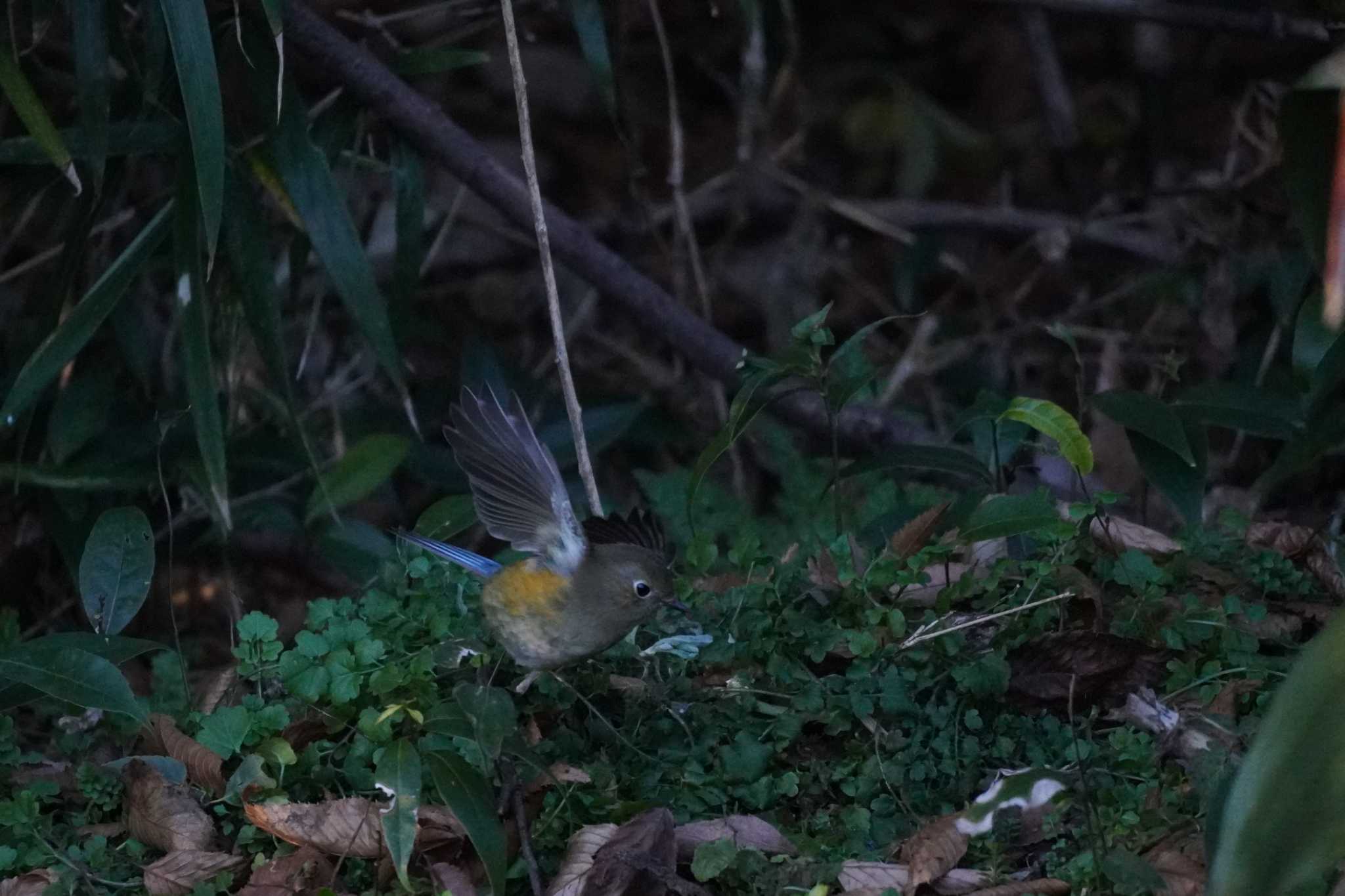 埼玉県 ルリビタキの写真 by どばと