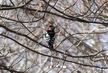 Great Spotted Woodpecker 中禅寺湖 Mon, 11/28/2016