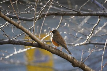 2022年1月5日(水) 埼玉県の野鳥観察記録