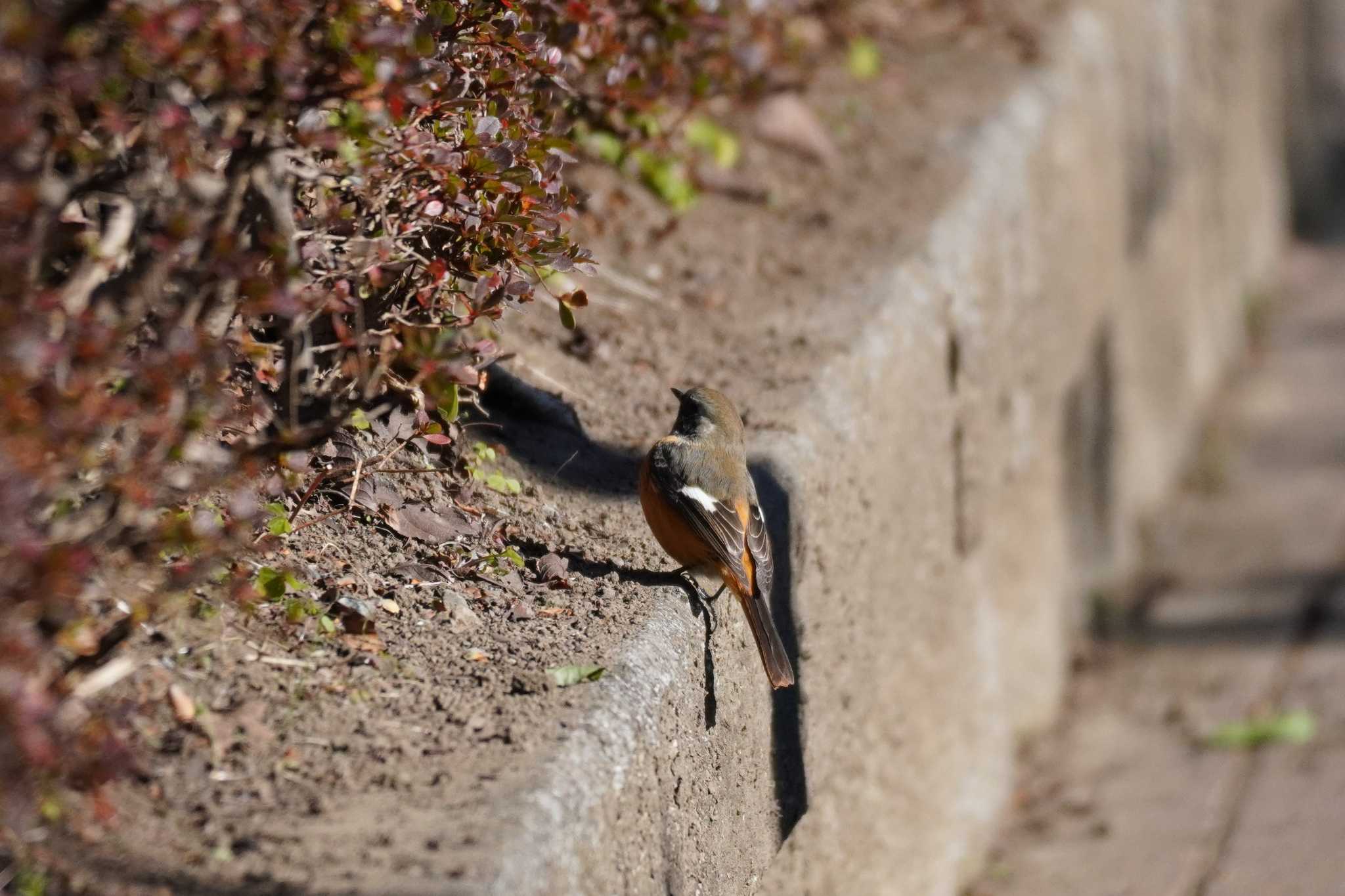 埼玉県 ジョウビタキの写真 by どばと