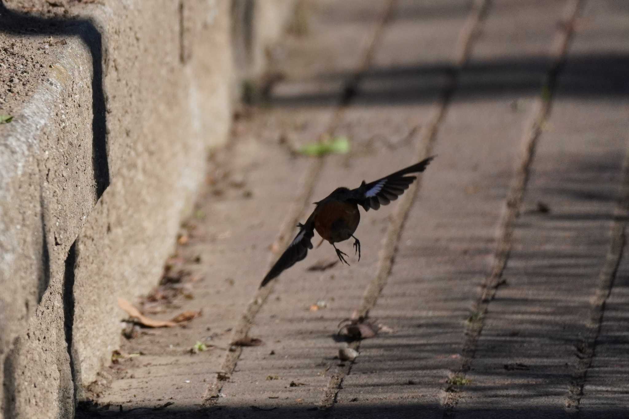 埼玉県 ジョウビタキの写真 by どばと