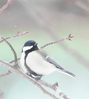 Japanese Tit 真駒内川 Mon, 1/31/2022