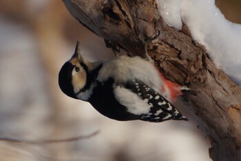 Great Spotted Woodpecker 真駒内川 Mon, 1/24/2022