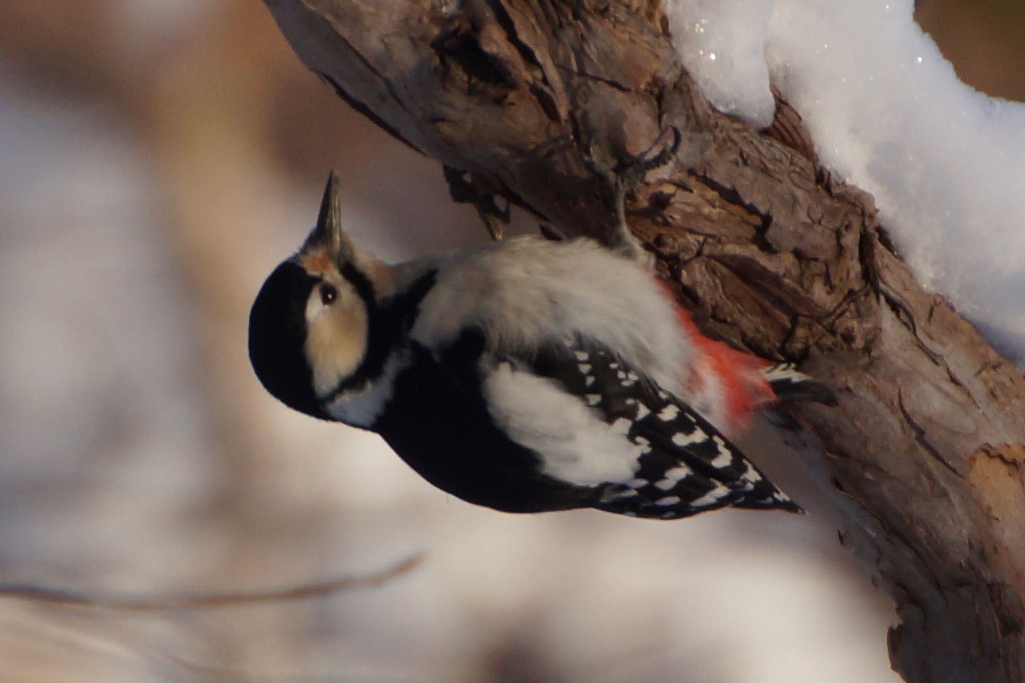 Photo of Great Spotted Woodpecker at 真駒内川 by xuuhiro