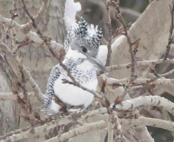 Crested Kingfisher Makomanai Park Mon, 1/31/2022