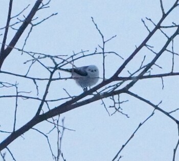 Long-tailed tit(japonicus) Makomanai Park Sun, 1/30/2022