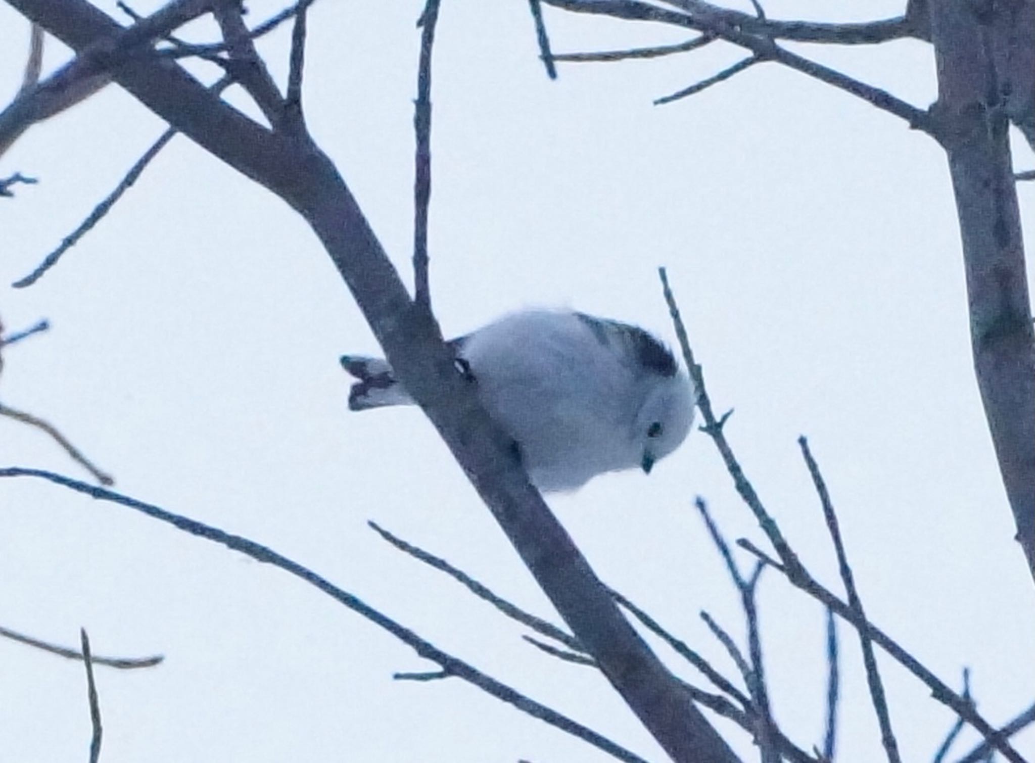 真駒内公園 シマエナガの写真