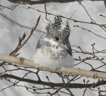 Crested Kingfisher 真駒内川 Mon, 1/31/2022