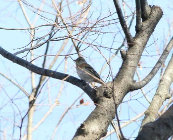 アトリ 川越水上公園 2017年1月18日(水)