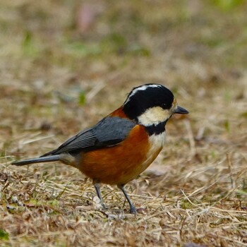 2022年1月31日(月) びわこ文化公園の野鳥観察記録