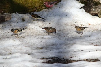 Brambling Saitama Prefecture Forest Park Mon, 2/6/2017