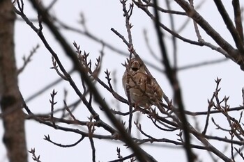 シメ 朝宮公園(春日井市) 2022年1月25日(火)